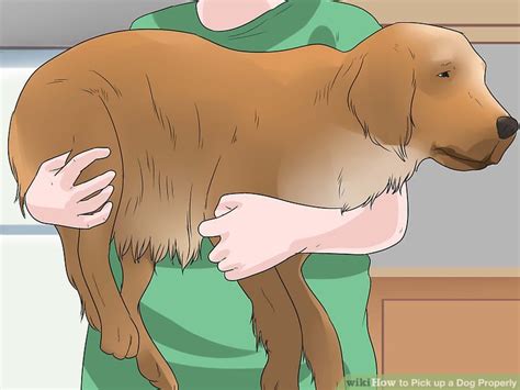 how to pick up a dog