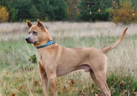 black skinny dog breeds lean  dark beauties puplore