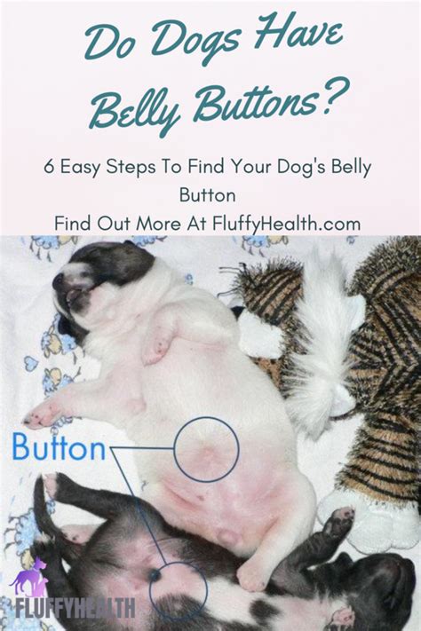 dogs  belly buttons  easy steps  find  dogs belly button fluffyhealth