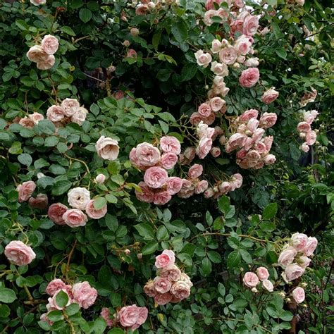 Trandafir Mini Eden Ros - Clematite.ro