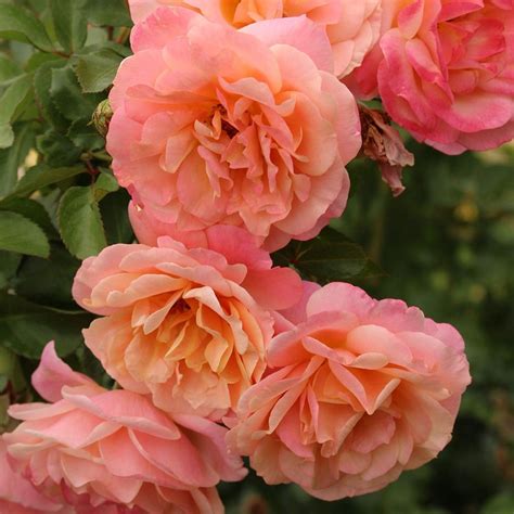 Buy Rose of the Year 2023 - rose Peach Melba (climbing) Rosa Peach ...
