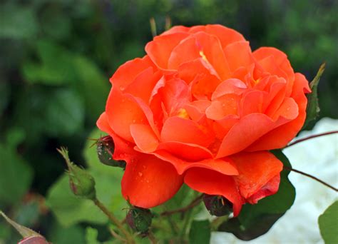 Free Images : nature, blossom, flower, petal, summer, red, romantic