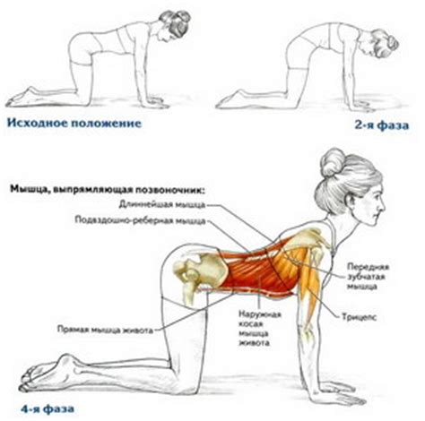 Растяжка для позвоночника и спины, йога. Все о фитнесе и спорте