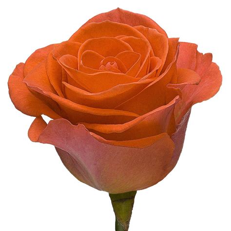 Вау - Одноголовые - Каталог роз - Каталог - roseline8.make.inspiro.su