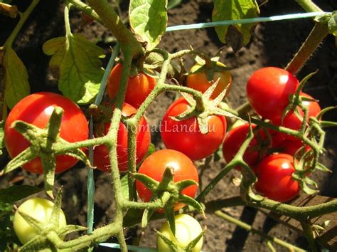 Томат Дональд: отзывы, фото, урожайность | tomatland.ru