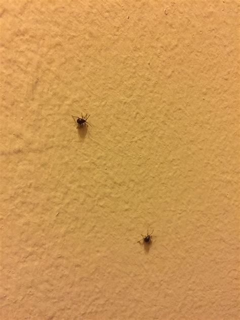 Keep finding these in my apartment. What are they? : r/insects