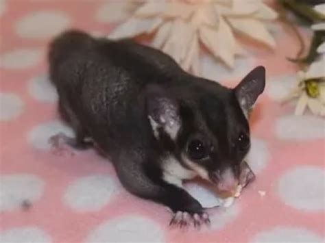 Types of Sugar Gliders | Different Breeds & Colors - The Doorstep