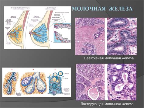 Гистофизиология органов дыхательной системы - презентация онлайн