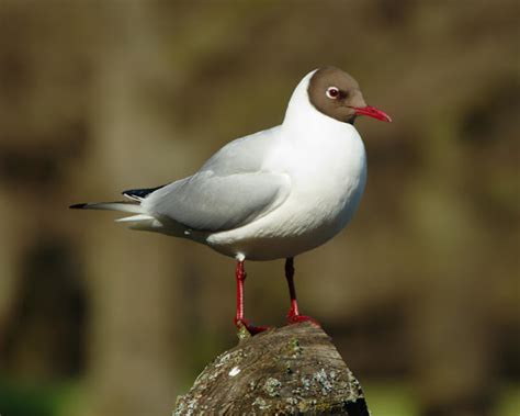 Чайка озёрная (Chroicocephalus ridibundus)
