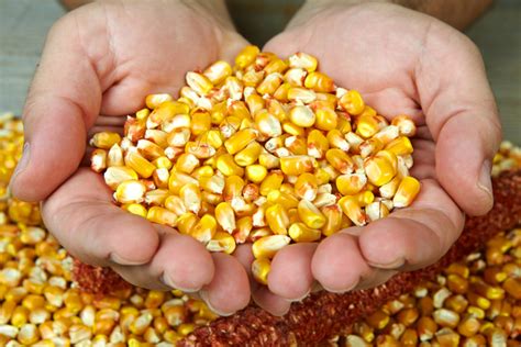 Organic Corn – Welcome To Eco Gold Nutri And Organics