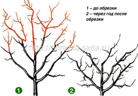 Формирование и обрезка кроны груши. Услуги агрономов.