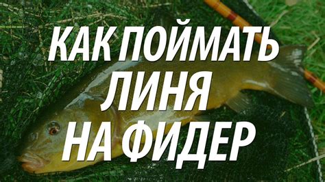 РЫБА ЛИНЬ - ЛОВЛЯ ЛИНЯ НА ФИДЕР - YouTube
