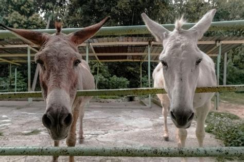 Зоопарк мами посетители с боядисани като зебри магарета