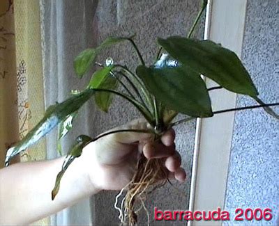 Эхинодорус горизонтальный. Echinodorus horisontalis.
