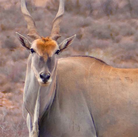Common Eland