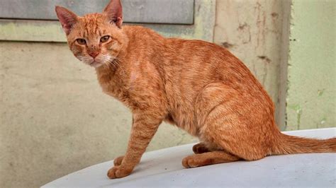Арабский мау кошка - картинки и фото koshka.top