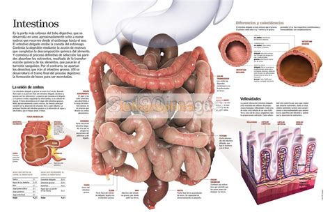 Quanto Mede O Intestino Do Ser Humano - 8