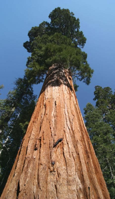 state tree  california  pictures