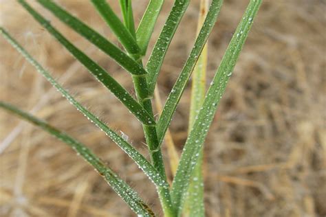 CalPhotos: Distichlis spicata; Inland Saltgrass