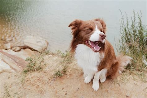 Пин от пользователя Sandy Keys на доске Cuteness Overload | Бордер ...