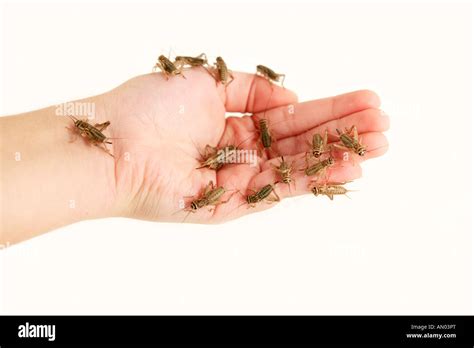 hand  crickets crawling   isolated  white background stock