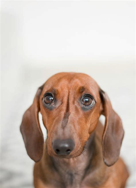 20,000+ Best Dog Photos · 100% Free Download · Pexels Stock Photos