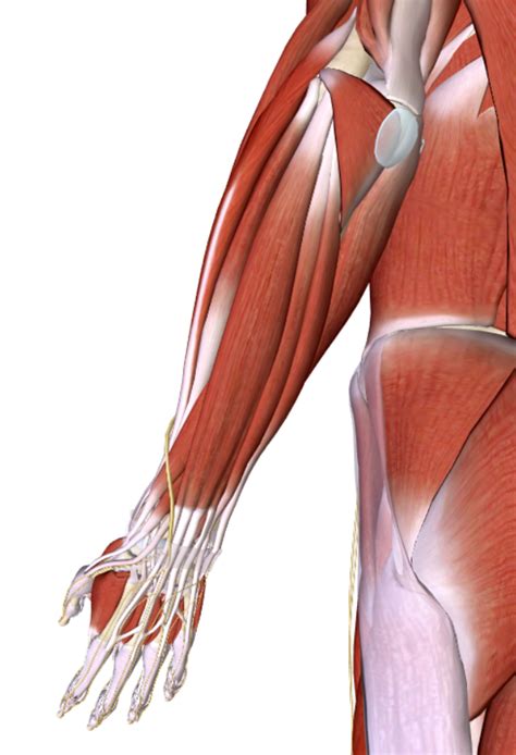 extensor compartment diagram diagram quizlet