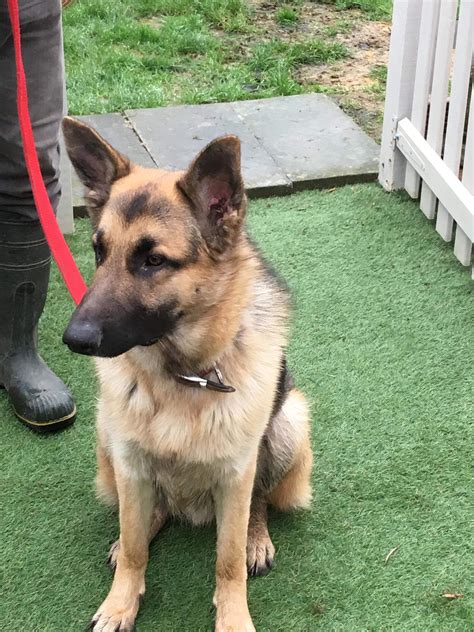 Shepherd Jack training techniques are improving the lives of working dogs 19