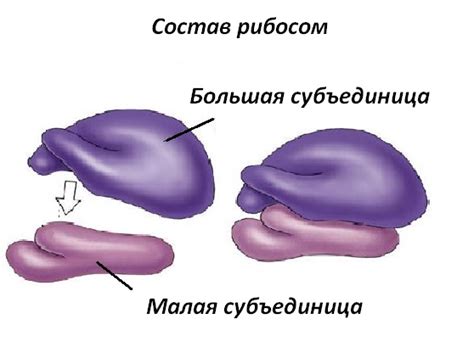 В состав рибосом входят... Строение, функции рибосом