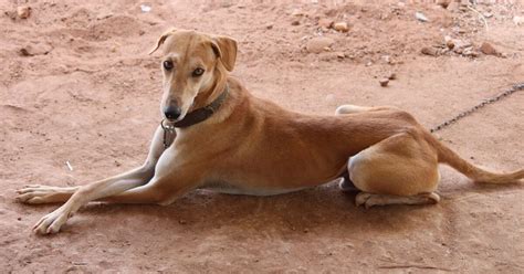 Kanni Dog