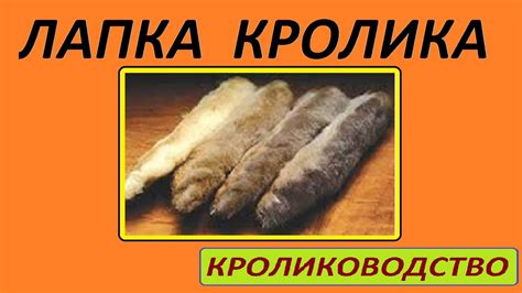 Лапка кролика - YouTube