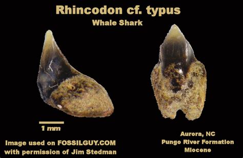 Whale Shark Facts and Information: Rhincodon typus: FOSSILGUY.COM