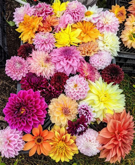 The Martha Stewart Blog : Blog Archive Digging Up and Storing Dahlia