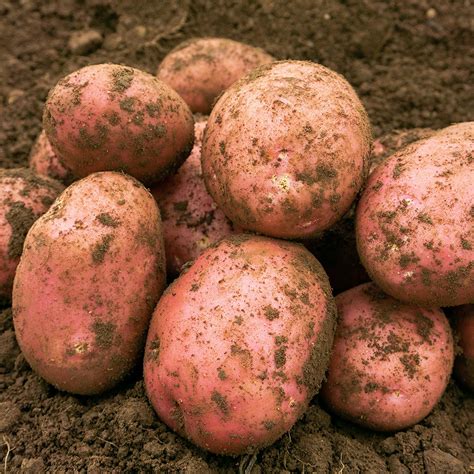 Organic Setanta 1kg net