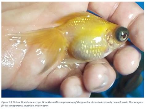 Transparency Mutations in Goldfish