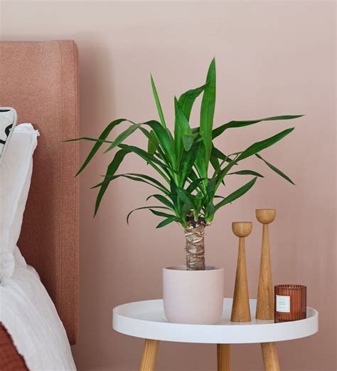 Buy the Yucca online, indoor houseplants delivered nationwide.