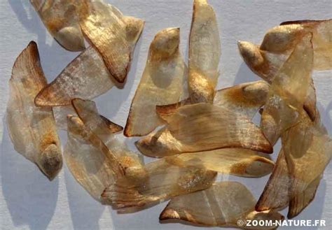 Faire Germer Des Graines De Pin - Tout Faire