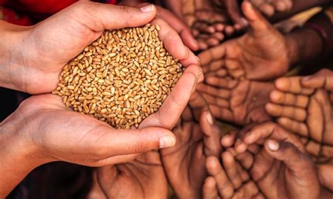 unravelling solutions  future food problems