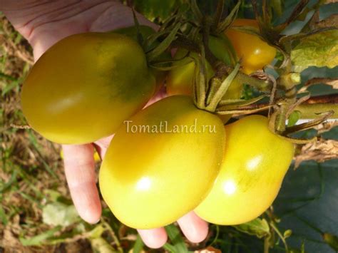 Томат Слоновьи яйца: ОТЗЫВЫ, фото, урожайность | tomatland.ru