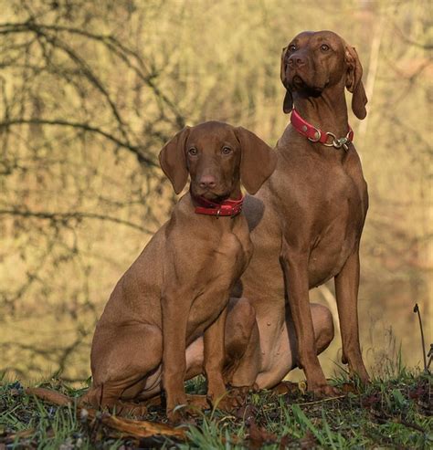 dog vizsla  photo  pixabay