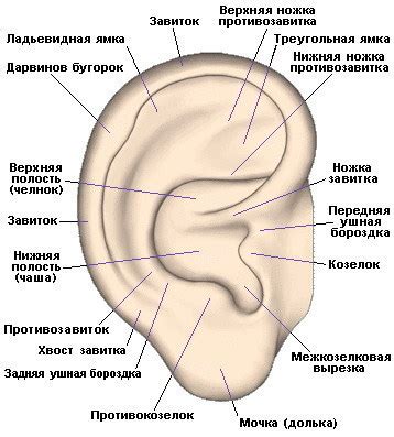 Отопластика- пластика ушей | коррекция лопоухости