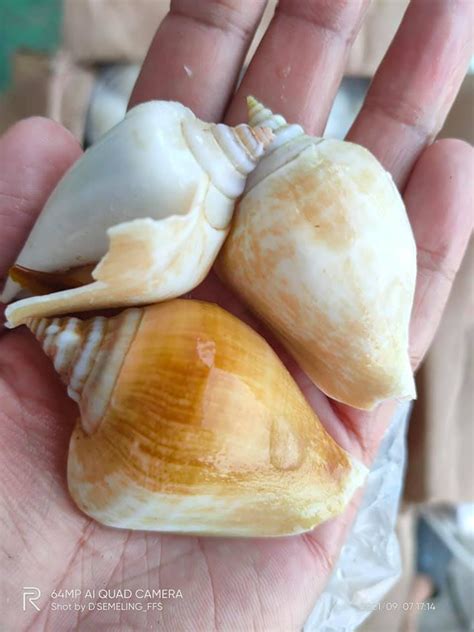 Siput Gonggong 1kg – dsemelingfrozen