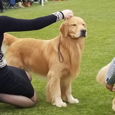Mystic Zen Golden Retrievers, AKC Champion Golden Retrievers