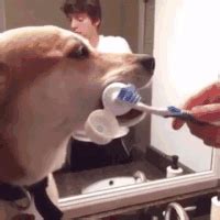 Toothbrush гифки, анимированные GIF изображения toothbrush - скачать ...