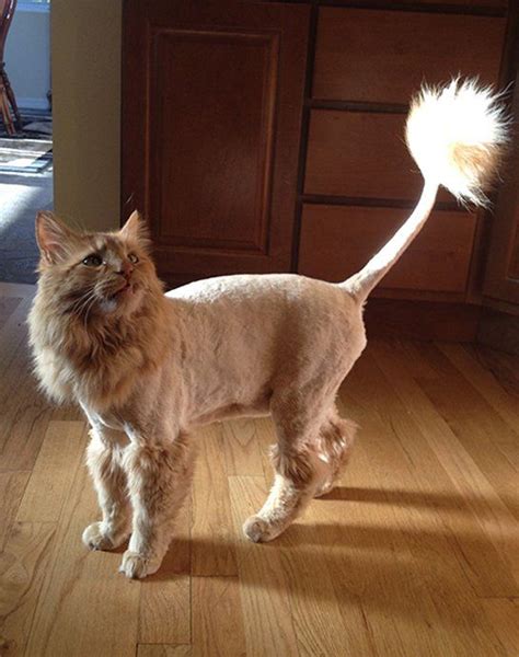 Orange Persian Cat Lion Cut - Pets Lovers