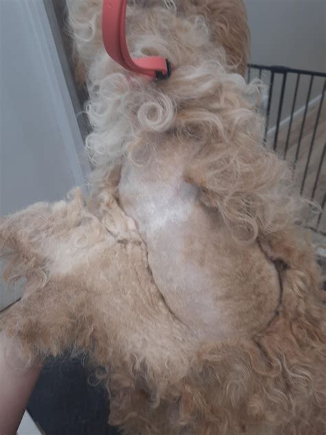 Cocker Poodle Mix Puppy got his first groom : r/doggrooming