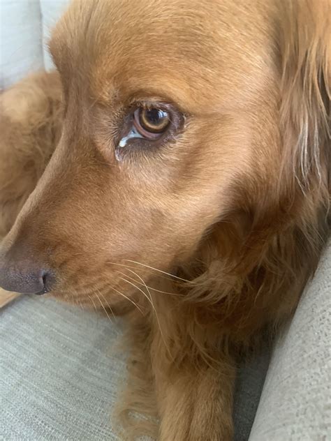 A Lot Of Snot Like Discharge On Dog