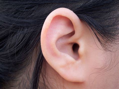 Ear Anatomy, Function, and Care