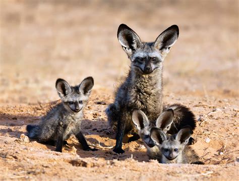 Bat-Eared Fox Pictures - AZ Animals