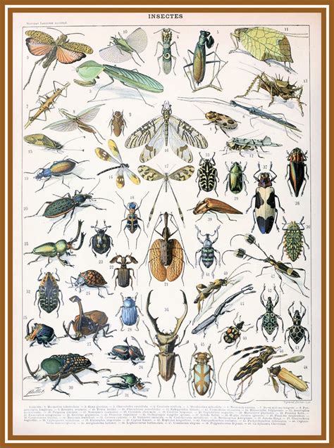insects  adolphe millot  stock photo public domain pictures